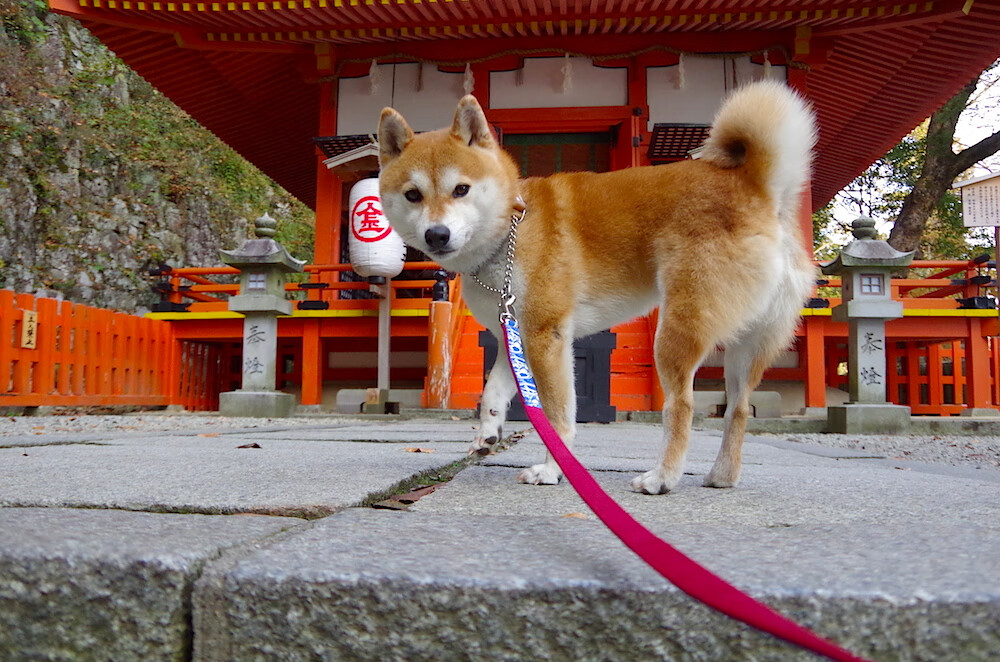 世界纪录选手划水周期大公开，划水冠军表情包