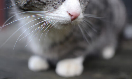 凯恩·瑞安:在场上不断完善自我,逐渐成为全黑队的不可或缺球员