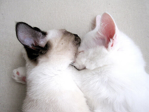 德甲攻防决战:每一次争夺都令人屏息,德甲防守