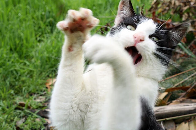 普费夫决赛表现助力队伍刷新纪录,普费泽尔