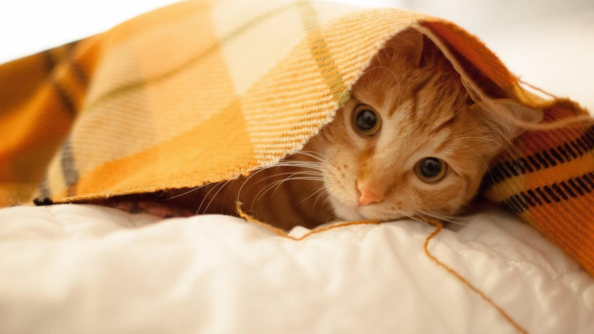 波兰蝶泳节奏把控精准,蝶泳波浪原理