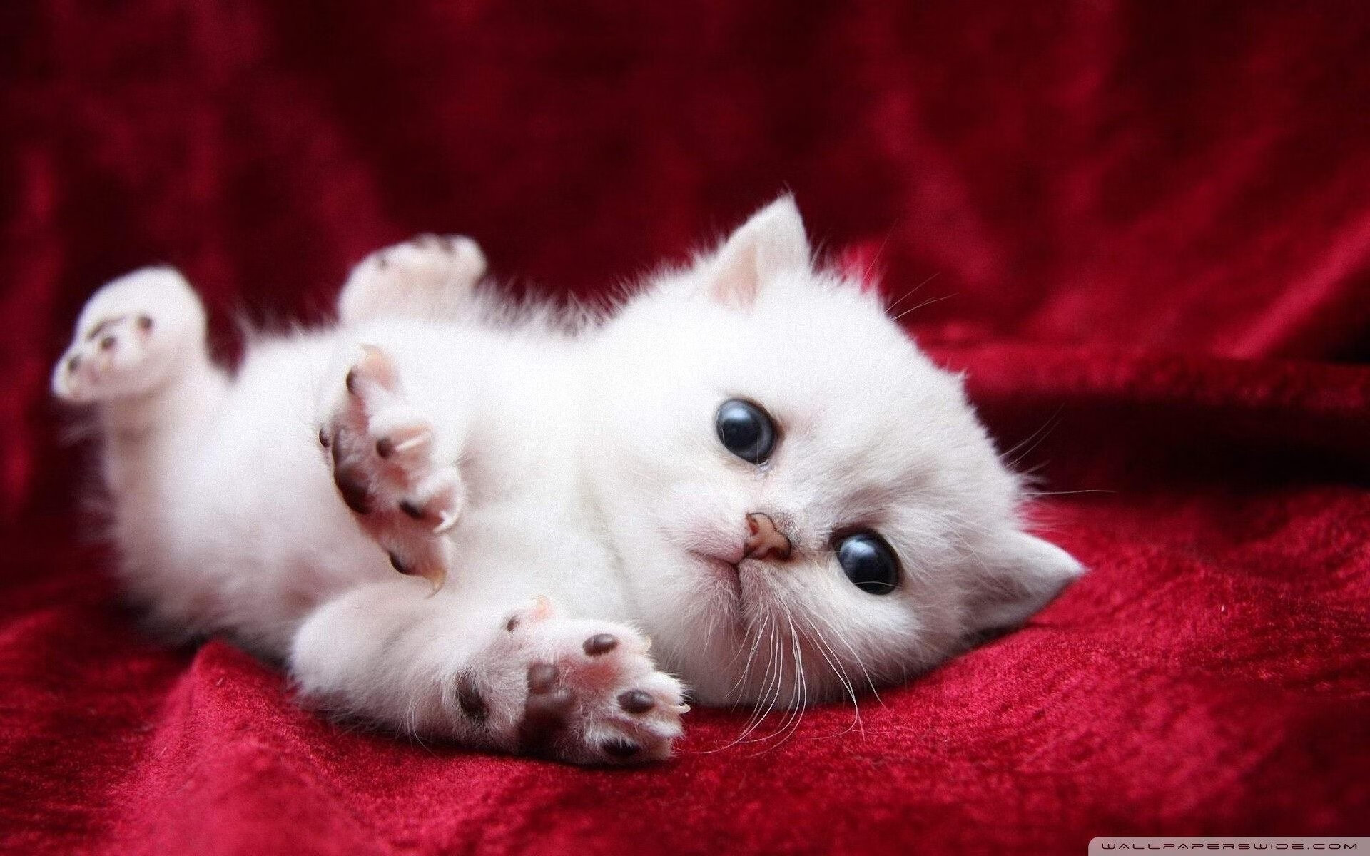 美洲杯热血豪情：现场气氛点燃全球，美洲杯 集锦