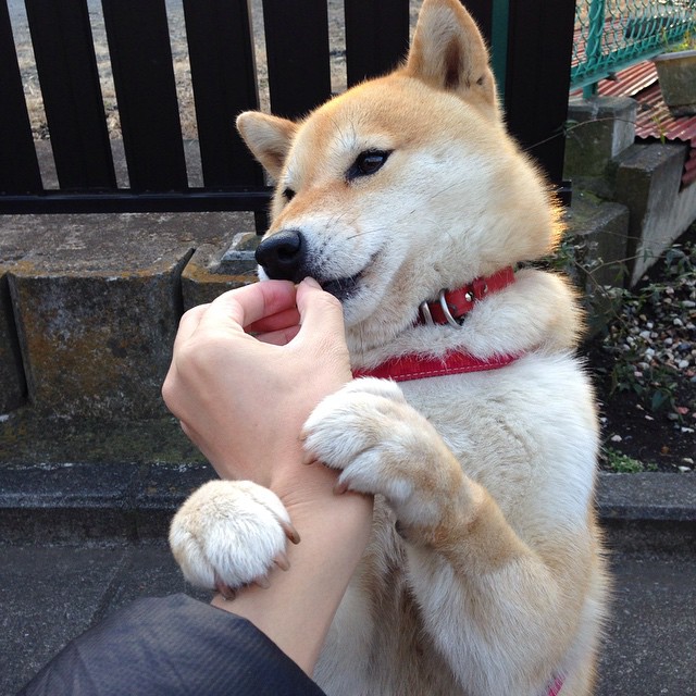 Green 以身作则，激励全队拼搏，以身作则带队伍